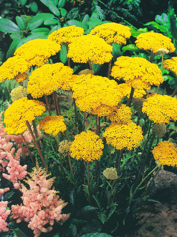 Schafgarbe (Achillea) 'Filipendulina'