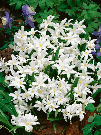 Schneestolz (Chionodoxa luciliae alba)