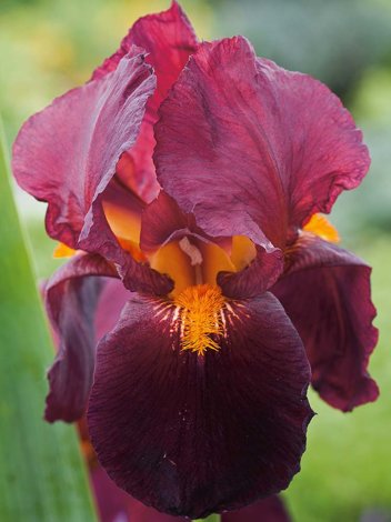 Schwertlilie (Iris germanica) 'Red Zinger'