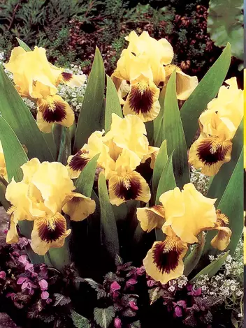 Schwertlilie (Iris pumila) 'Ritz'