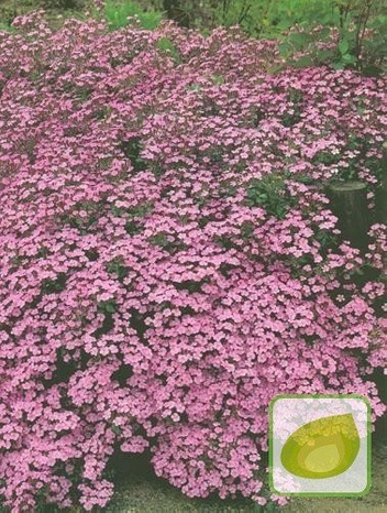 Seifenkraut (Saponaria) Ocymoides