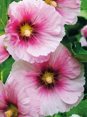 Stockrose (Alcea) rosa