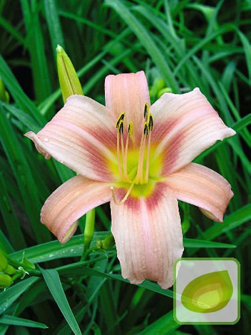 Taglilie billig (Hemerocallis)  Hall's Pink