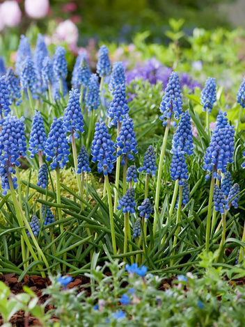 Traubenhyazinthe (Muscari armeniacum)