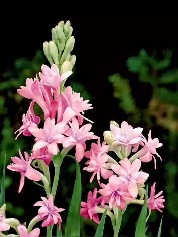 Tuberose (Polianthes) 'Pink Sapphire'