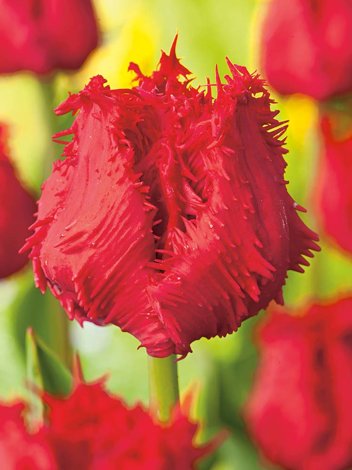 Tulipen (Tulipa) 'Barbados' 