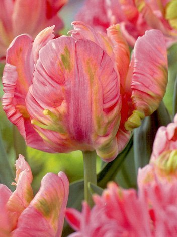 Tulpe (Tulipa) 'Air'