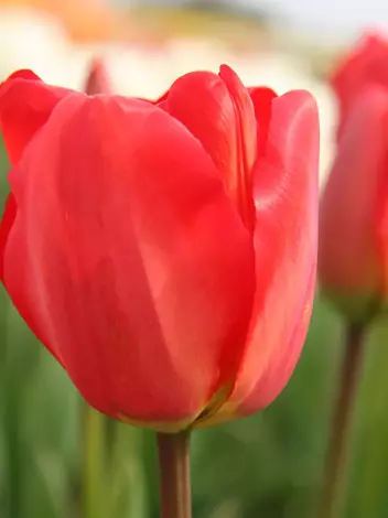Tulpe (Tulipa) 'Apeldoorn' 3 St.