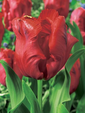 Tulpe (Tulipa)  'Bastogne's Parrot'