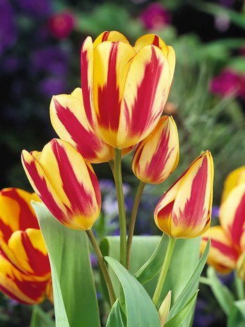 Tulpe (Tulipa) 'Colour Spectacle'
