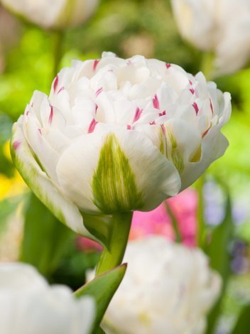 Tulpe (Tulipa) 'Dance Line'