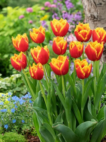 Tulpe (Tulipa) 'Davenport'