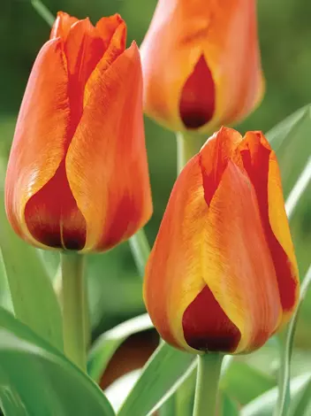 Tulpe (Tulipa) 'Donna Bella' 5 St.