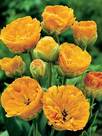 Tulpe (Tulipa) 'Double Beauty of Apeldoorn'