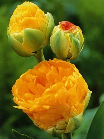 Tulpe (Tulipa) 'Double Beauty of Apeldoorn'