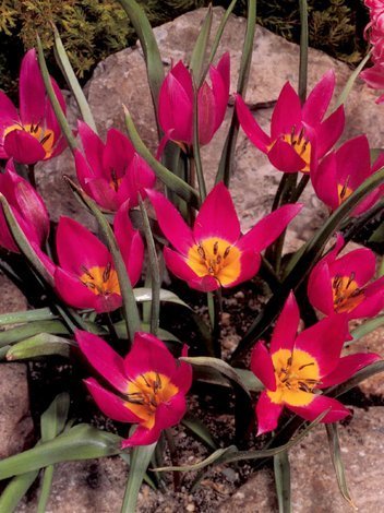Tulpe (Tulipa) 'Eastern Star'