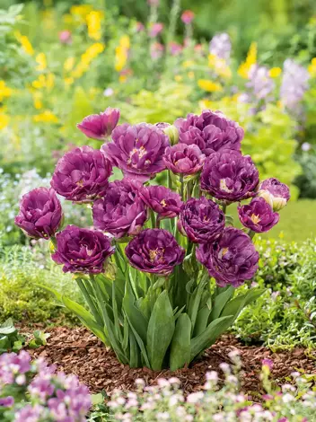 Tulpe (Tulipa) 'Exquisit'