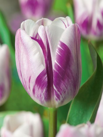 Tulpe (Tulipa) 'Flaming Flag'