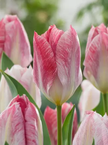 Tulpe (Tulipa) 'Flaming Purissima' 
