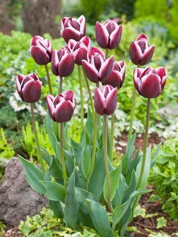 Tulpe (Tulipa) 'Fontainebleau'