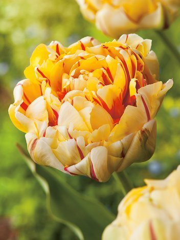 Tulpe (Tulipa) 'Glamour Unique'