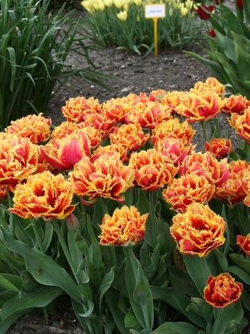 Tulpe (Tulipa) 'Gold Dust'