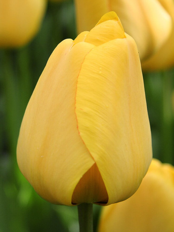 Tulpe (Tulipa) 'Golden Apeldoorn'