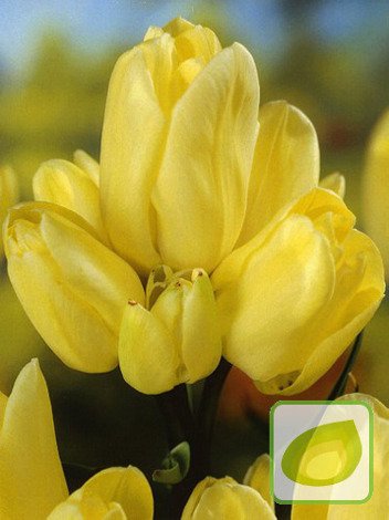 Tulpe (Tulipa) 'Hans Dietrich Genscher'