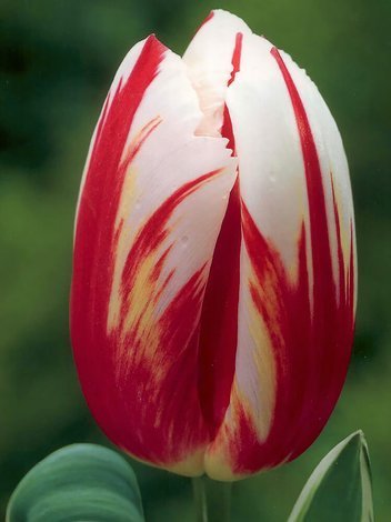 Tulpe (Tulipa) 'Happy Generation'