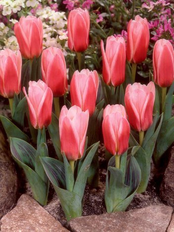 Tulpe (Tulipa) 'Heart's Delight'