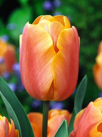 Tulpe (Tulipa) 'Jimmy' 