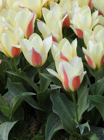 Tulpe (Tulipa) 'Johann Strauss'