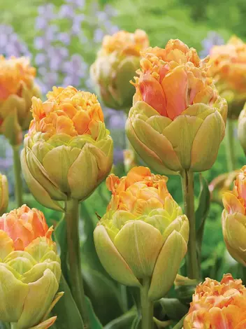 Tulpe (Tulipa)  'Le Lavandou'