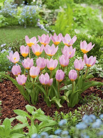 Tulpe (Tulipa) 'Lilac Wonder'