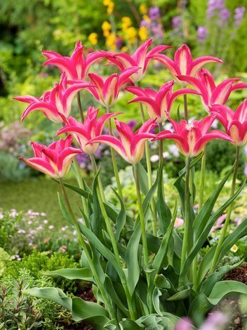 Tulpe (Tulipa) 'Madalyn'