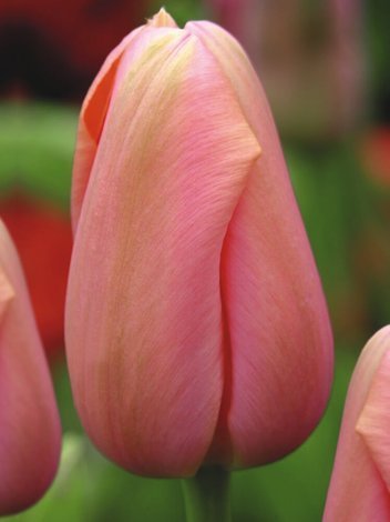Tulpe (Tulipa) 'Menton'