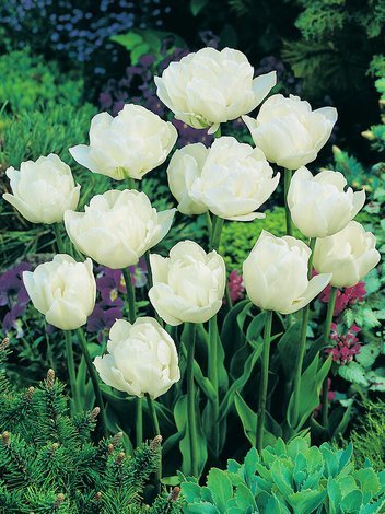 Tulpe (Tulipa) 'Mount Tacoma'