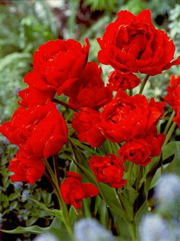 Tulpe (Tulipa) 'Navonna'