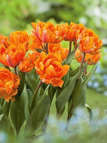 Tulpe (Tulipa) 'Orange Princess'