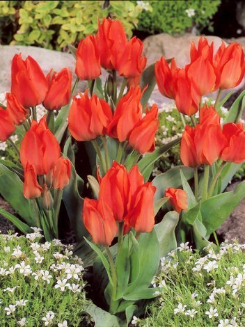 Tulpe (Tulipa) Orange 'Toronto'