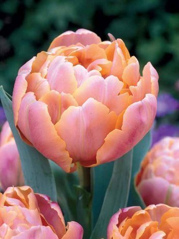 Tulpe (Tulipa) 'Pink Star'