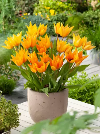 Tulpe (Tulipa) 'Praestans Shogun'