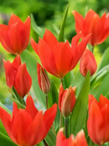 Tulpe (Tulipa) 'Praestans van Tubergens Variety'