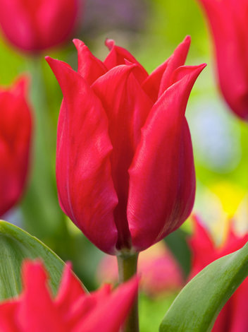 Tulpe (Tulipa) 'Pretty Woman' 3 St.