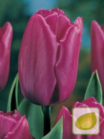 Tulpe (Tulipa) 'Purple Bouquet'