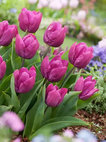Tulpe (Tulipa) 'Purple Prince' 3 St.