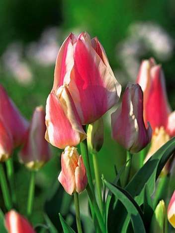 Tulpe (Tulipa) 'Quebec'