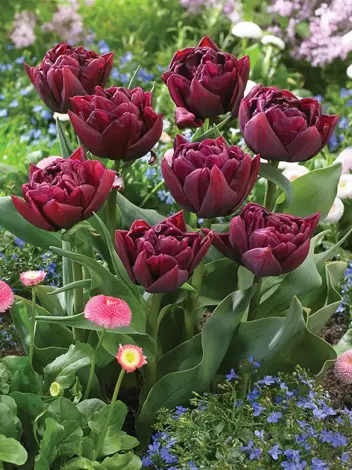 Tulpe (Tulipa) 'Queen of Night'