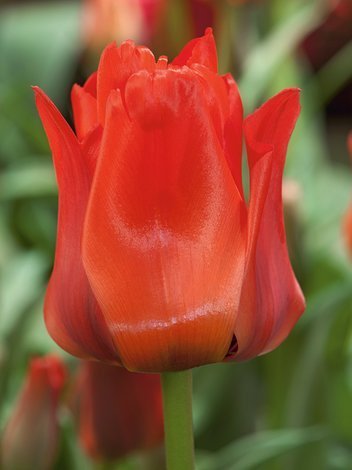 Tulpe (Tulipa) 'Red Dress'