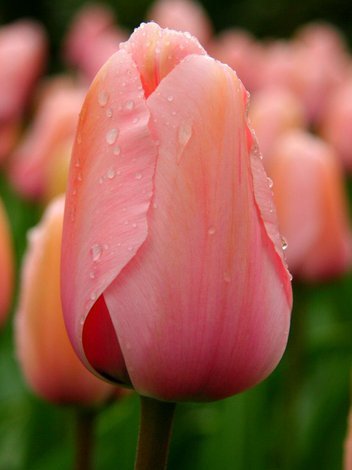 Tulpe (Tulipa) Rosa am billigsten
